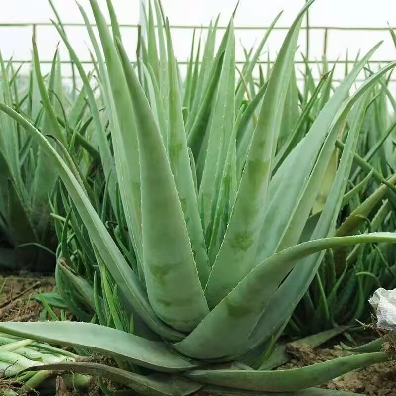 100% Pure Natural Dried Aloe V - огляд і ціна Soap Making Raw Material